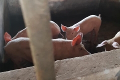 FT6