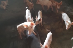 FT8